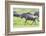 Africa. Tanzania. Wildebeest running during the Migration, Serengeti National Park.-Ralph H. Bendjebar-Framed Photographic Print