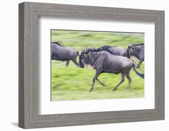 Africa. Tanzania. Wildebeest running during the Migration, Serengeti National Park.-Ralph H. Bendjebar-Framed Photographic Print