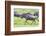 Africa. Tanzania. Wildebeest running during the Migration, Serengeti National Park.-Ralph H. Bendjebar-Framed Photographic Print