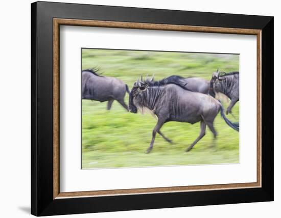 Africa. Tanzania. Wildebeest running during the Migration, Serengeti National Park.-Ralph H. Bendjebar-Framed Photographic Print