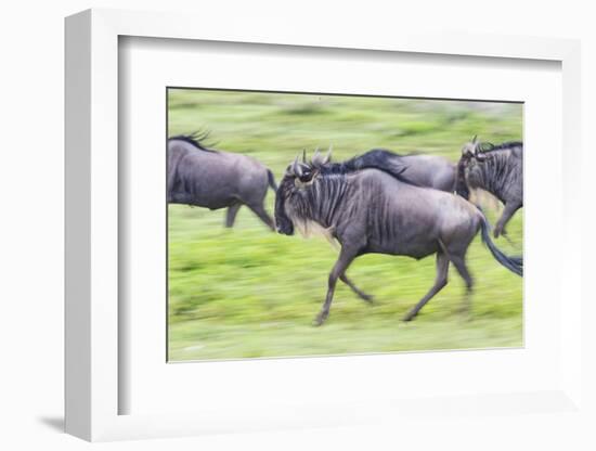 Africa. Tanzania. Wildebeest running during the Migration, Serengeti National Park.-Ralph H. Bendjebar-Framed Photographic Print