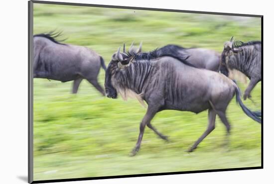 Africa. Tanzania. Wildebeest running during the Migration, Serengeti National Park.-Ralph H. Bendjebar-Mounted Photographic Print