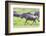 Africa. Tanzania. Wildebeest running during the Migration, Serengeti National Park.-Ralph H. Bendjebar-Framed Photographic Print