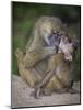 Africa. Tanzania. Yellow baboon, Papio cynocephalus, female with baby at Serengeti National Park.-Ralph H. Bendjebar-Mounted Photographic Print