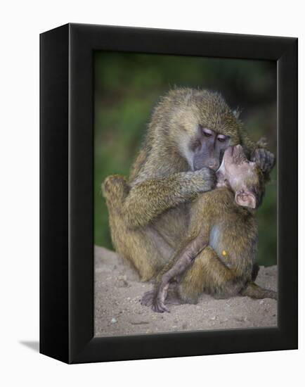 Africa. Tanzania. Yellow baboon, Papio cynocephalus, female with baby at Serengeti National Park.-Ralph H. Bendjebar-Framed Premier Image Canvas