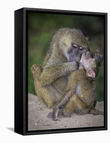 Africa. Tanzania. Yellow baboon, Papio cynocephalus, female with baby at Serengeti National Park.-Ralph H. Bendjebar-Framed Premier Image Canvas