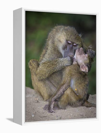 Africa. Tanzania. Yellow baboon, Papio cynocephalus, female with baby at Serengeti National Park.-Ralph H. Bendjebar-Framed Premier Image Canvas