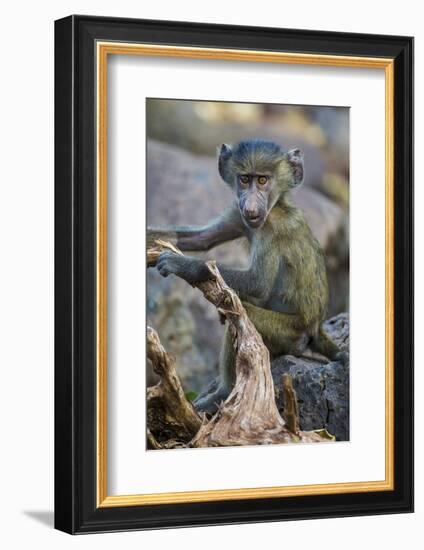 Africa. Tanzania. Yellow baboon, Papio cynocephalus, juvenile at Serengeti National Park.-Ralph H. Bendjebar-Framed Photographic Print