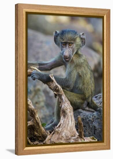 Africa. Tanzania. Yellow baboon, Papio cynocephalus, juvenile at Serengeti National Park.-Ralph H. Bendjebar-Framed Premier Image Canvas