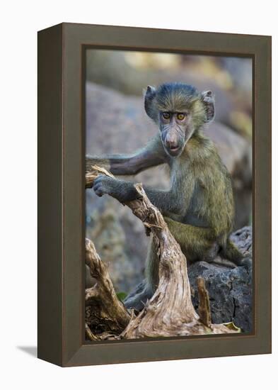 Africa. Tanzania. Yellow baboon, Papio cynocephalus, juvenile at Serengeti National Park.-Ralph H. Bendjebar-Framed Premier Image Canvas