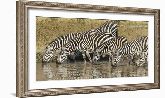 Africa. Tanzania. Zebra drinking at Ngorongoro Crater.-Ralph H. Bendjebar-Framed Photographic Print