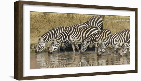 Africa. Tanzania. Zebra drinking at Ngorongoro Crater.-Ralph H. Bendjebar-Framed Photographic Print