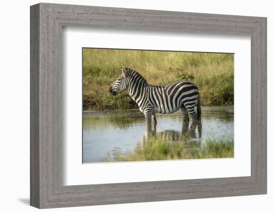 Africa, Tanzania, zebra-Lee Klopfer-Framed Photographic Print