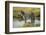 Africa, Tanzania, zebra-Lee Klopfer-Framed Photographic Print