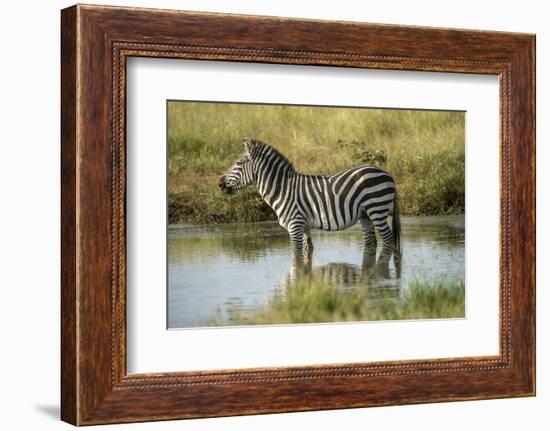 Africa, Tanzania, zebra-Lee Klopfer-Framed Photographic Print