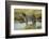 Africa, Tanzania, zebra-Lee Klopfer-Framed Photographic Print