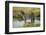 Africa, Tanzania, zebra-Lee Klopfer-Framed Photographic Print