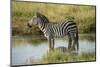 Africa, Tanzania, zebra-Lee Klopfer-Mounted Photographic Print