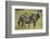 Africa, Tanzania, zebra-Lee Klopfer-Framed Photographic Print