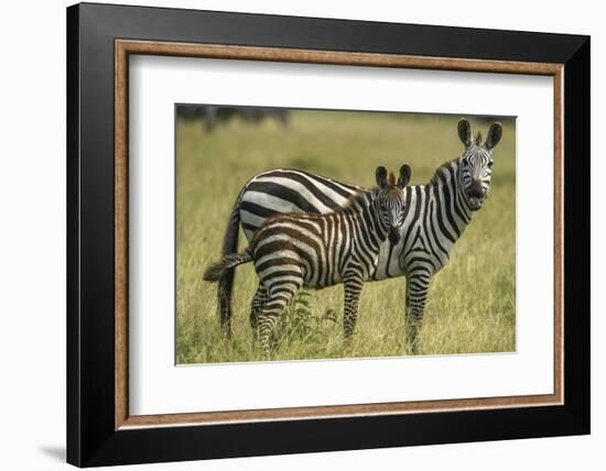 Africa, Tanzania, zebra-Lee Klopfer-Framed Photographic Print