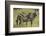 Africa, Tanzania, zebra-Lee Klopfer-Framed Photographic Print