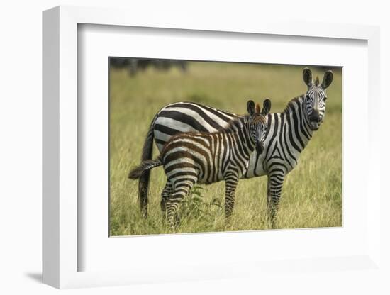 Africa, Tanzania, zebra-Lee Klopfer-Framed Photographic Print