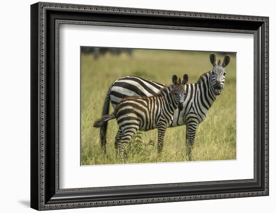 Africa, Tanzania, zebra-Lee Klopfer-Framed Photographic Print