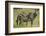 Africa, Tanzania, zebra-Lee Klopfer-Framed Photographic Print