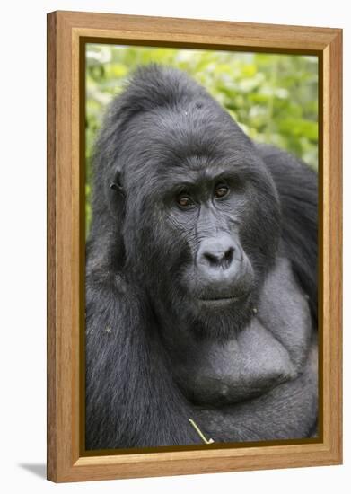 Africa, Uganda, Bwindi Impenetrable Forest and National Park. Mountain gorillas.-Emily Wilson-Framed Premier Image Canvas