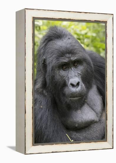 Africa, Uganda, Bwindi Impenetrable Forest and National Park. Mountain gorillas.-Emily Wilson-Framed Premier Image Canvas