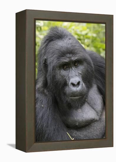 Africa, Uganda, Bwindi Impenetrable Forest and National Park. Mountain gorillas.-Emily Wilson-Framed Premier Image Canvas