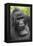 Africa, Uganda, Bwindi Impenetrable Forest and National Park. Mountain gorillas.-Emily Wilson-Framed Premier Image Canvas