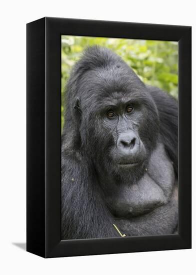 Africa, Uganda, Bwindi Impenetrable Forest and National Park. Mountain gorillas.-Emily Wilson-Framed Premier Image Canvas