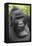 Africa, Uganda, Bwindi Impenetrable Forest and National Park. Mountain gorillas.-Emily Wilson-Framed Premier Image Canvas