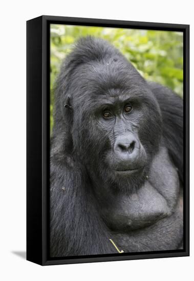 Africa, Uganda, Bwindi Impenetrable Forest and National Park. Mountain gorillas.-Emily Wilson-Framed Premier Image Canvas