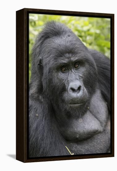 Africa, Uganda, Bwindi Impenetrable Forest and National Park. Mountain gorillas.-Emily Wilson-Framed Premier Image Canvas