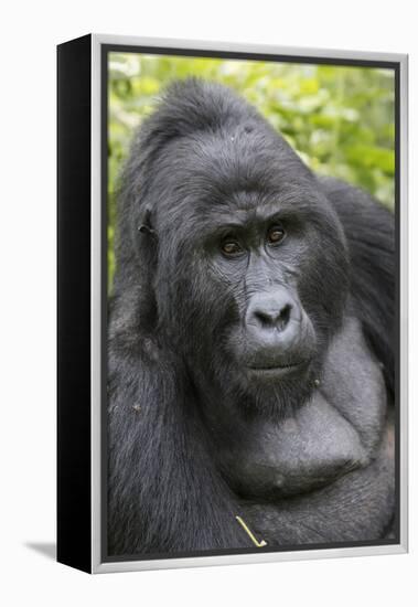 Africa, Uganda, Bwindi Impenetrable Forest and National Park. Mountain gorillas.-Emily Wilson-Framed Premier Image Canvas