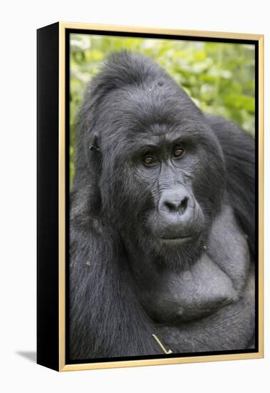 Africa, Uganda, Bwindi Impenetrable Forest and National Park. Mountain gorillas.-Emily Wilson-Framed Premier Image Canvas