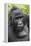 Africa, Uganda, Bwindi Impenetrable Forest and National Park. Mountain gorillas.-Emily Wilson-Framed Premier Image Canvas