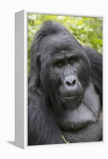 Africa, Uganda, Bwindi Impenetrable Forest and National Park. Mountain gorillas.-Emily Wilson-Framed Premier Image Canvas