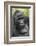 Africa, Uganda, Bwindi Impenetrable Forest and National Park. Mountain gorillas.-Emily Wilson-Framed Photographic Print