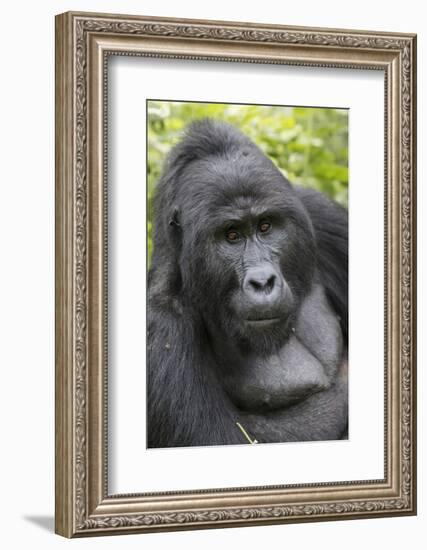 Africa, Uganda, Bwindi Impenetrable Forest and National Park. Mountain gorillas.-Emily Wilson-Framed Photographic Print