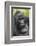 Africa, Uganda, Bwindi Impenetrable Forest and National Park. Mountain gorillas.-Emily Wilson-Framed Photographic Print