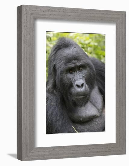 Africa, Uganda, Bwindi Impenetrable Forest and National Park. Mountain gorillas.-Emily Wilson-Framed Photographic Print