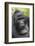 Africa, Uganda, Bwindi Impenetrable Forest and National Park. Mountain gorillas.-Emily Wilson-Framed Photographic Print