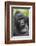 Africa, Uganda, Bwindi Impenetrable Forest and National Park. Mountain gorillas.-Emily Wilson-Framed Photographic Print