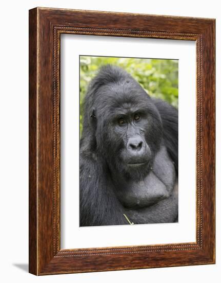 Africa, Uganda, Bwindi Impenetrable Forest and National Park. Mountain gorillas.-Emily Wilson-Framed Photographic Print