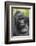 Africa, Uganda, Bwindi Impenetrable Forest and National Park. Mountain gorillas.-Emily Wilson-Framed Photographic Print