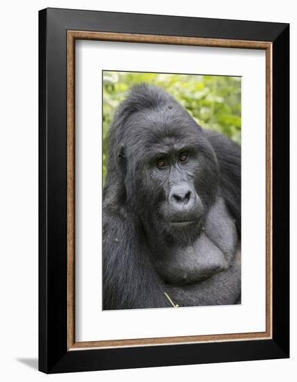 Africa, Uganda, Bwindi Impenetrable Forest and National Park. Mountain gorillas.-Emily Wilson-Framed Photographic Print