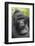 Africa, Uganda, Bwindi Impenetrable Forest and National Park. Mountain gorillas.-Emily Wilson-Framed Photographic Print